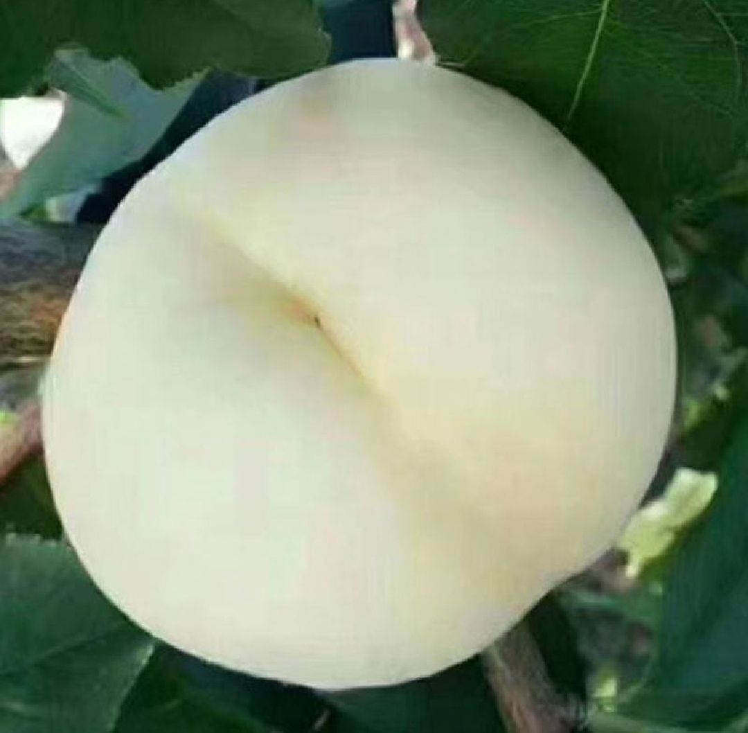 水蜜桃桃果实特写展示其光滑果皮与饱满果形 水蜜桃桃果实特写