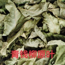 品牌晾干青钱柳原叶青钱柳甜茶正品青钱柳金钱柳中药材叶子