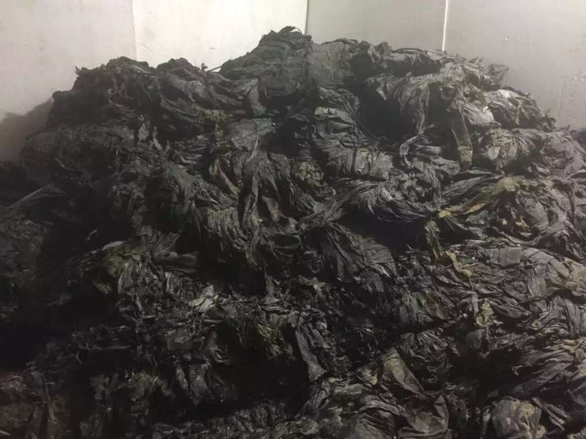 展示干海带的自然状态,颜色为深褐色,质地干燥 干海带实物图