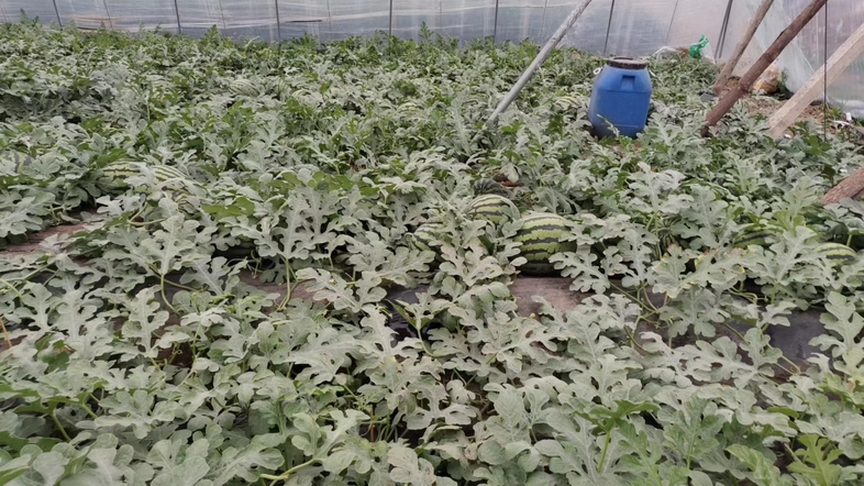 甜王西瓜测糖直播场景