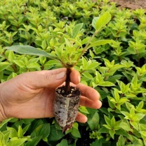 香草草莓木绣球