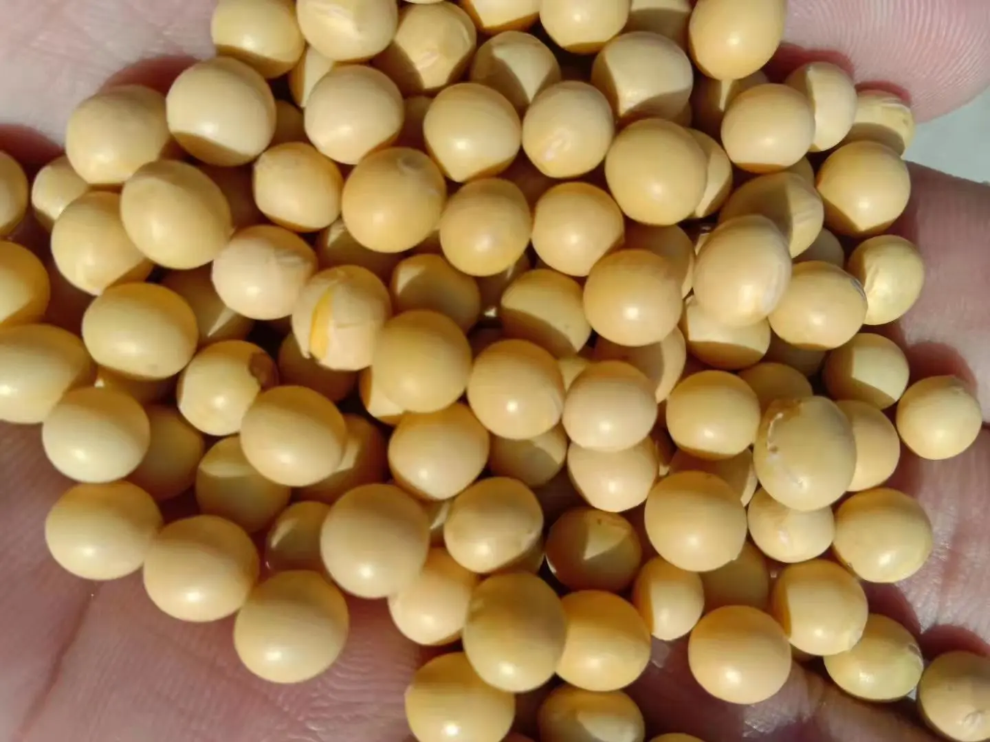 大豆出油率对比柱状图