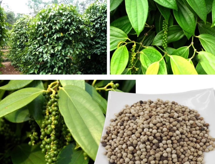 展示胡椒从种植到采收的全过程管理流程图 胡椒种植管理流程图
