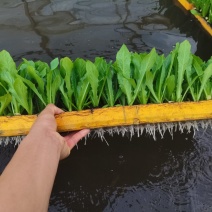 油麦菜苗