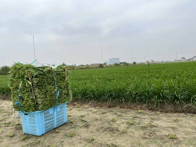 大叶韭菜盆栽收割操作示范,展示正确收割高度和工具使用方法 大叶韭菜盆栽收割操作示范