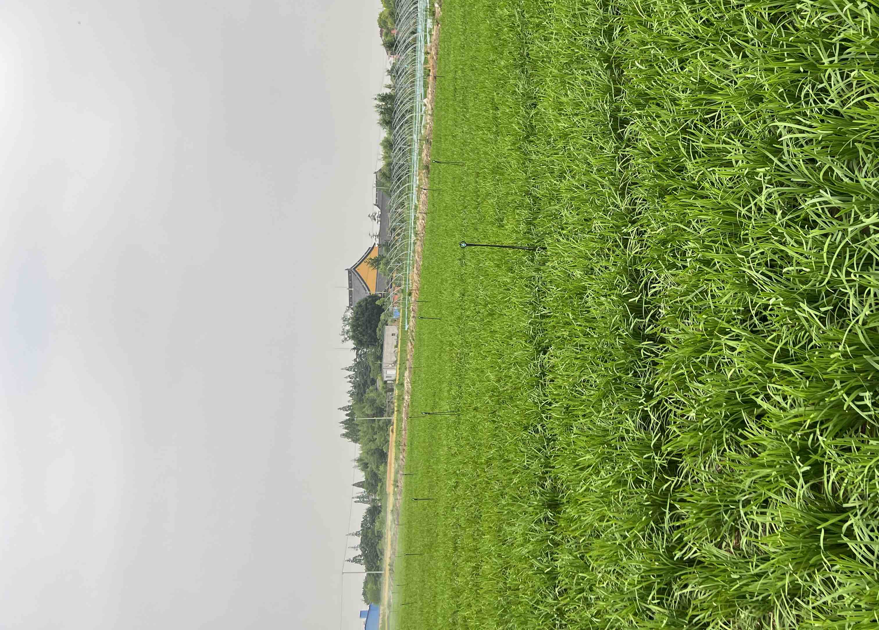 细叶韭菜种植基地