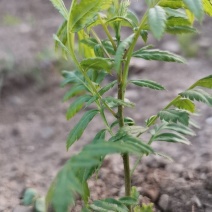文冠果苗，3o到1米大垅种植裸根苗品质保证