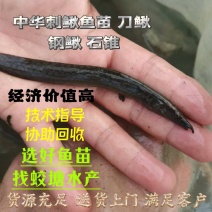 中华刺鳅鱼苗刀鳅石锥食性凶猛已驯化好筛好发货