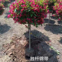 独杆锦带，2-4公分，高度1.2米左右，冠幅50公