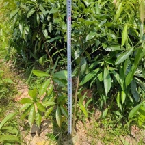 木荷袋苗，木荷杯苗，木荷地苗基地直销，量大从优！