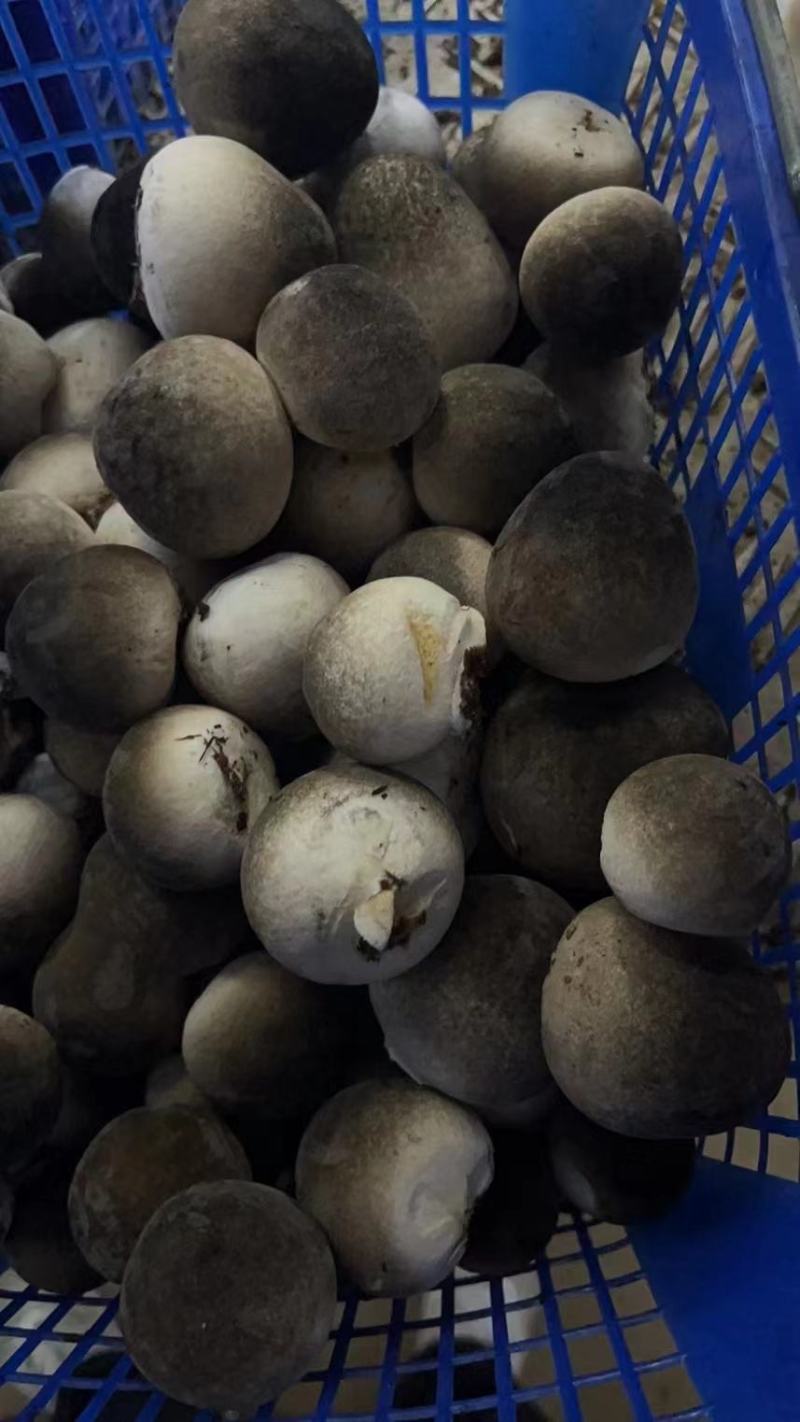 鲜草菇清远产地直供,货源充足品质有保障,可视频看货