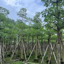 本地木棉8～18公分基地直销规格齐全欢迎老板来电咨询