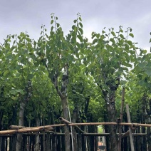 宫粉紫荆3～10公分基地直销规格齐全欢迎老板来电咨询