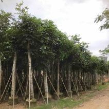 桃花心木15～20公分基地直销规格齐全欢迎老板来电