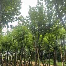 宫粉紫荆12～18公分基地直销规格齐全欢迎老板来电