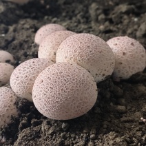 红托竹荪蛋，规格通货2两