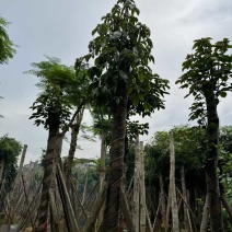 重阳木基地直销规格齐全有需要的老板欢迎来电洽谈合作