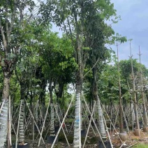 腊肠树基地直销规格齐全有需要的老板欢迎来电洽谈合作