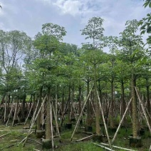 本地木棉/英雄树基地直销规格齐全有需要的老板欢迎来电洽谈
