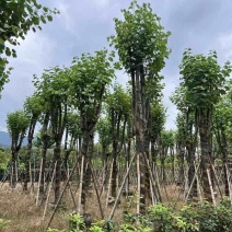 宫粉紫荆基地直销规格齐全有需要的老板欢迎来电洽谈合作