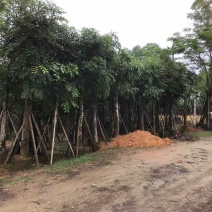 桃花心木基地直销规格齐全有需要的老板欢迎来电洽谈合作