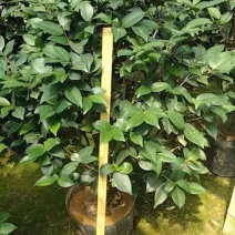 四季茶花基地直销规格齐全有需要的老板欢迎来电洽谈合作