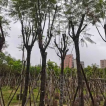 蓝花楹树基地直销规格齐全有需要的老板欢迎来电洽谈合作