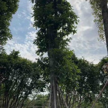 金丝楠木基地直销规格齐全有需要的老板欢迎来电洽谈合作