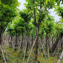 大叶紫薇基地直销规格齐全有需要的老板欢迎来电洽谈合作