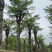 蓝花楹树基地直销规格齐全有需要的老板欢迎来电洽谈合作
