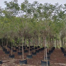黄槐基地直销规格规格齐全有需要的老板欢迎来电洽谈合作