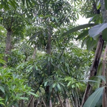造层次盆架子/灯台树基地直销规格齐全有需要的老板欢迎来电