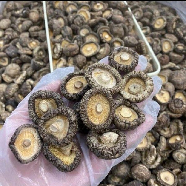 干香菇特写：棕褐色伞盖完整、表面干燥有光泽、无虫蛀斑点、边缘微卷曲，置于白色陶瓷盘中，背景为木质料理台
