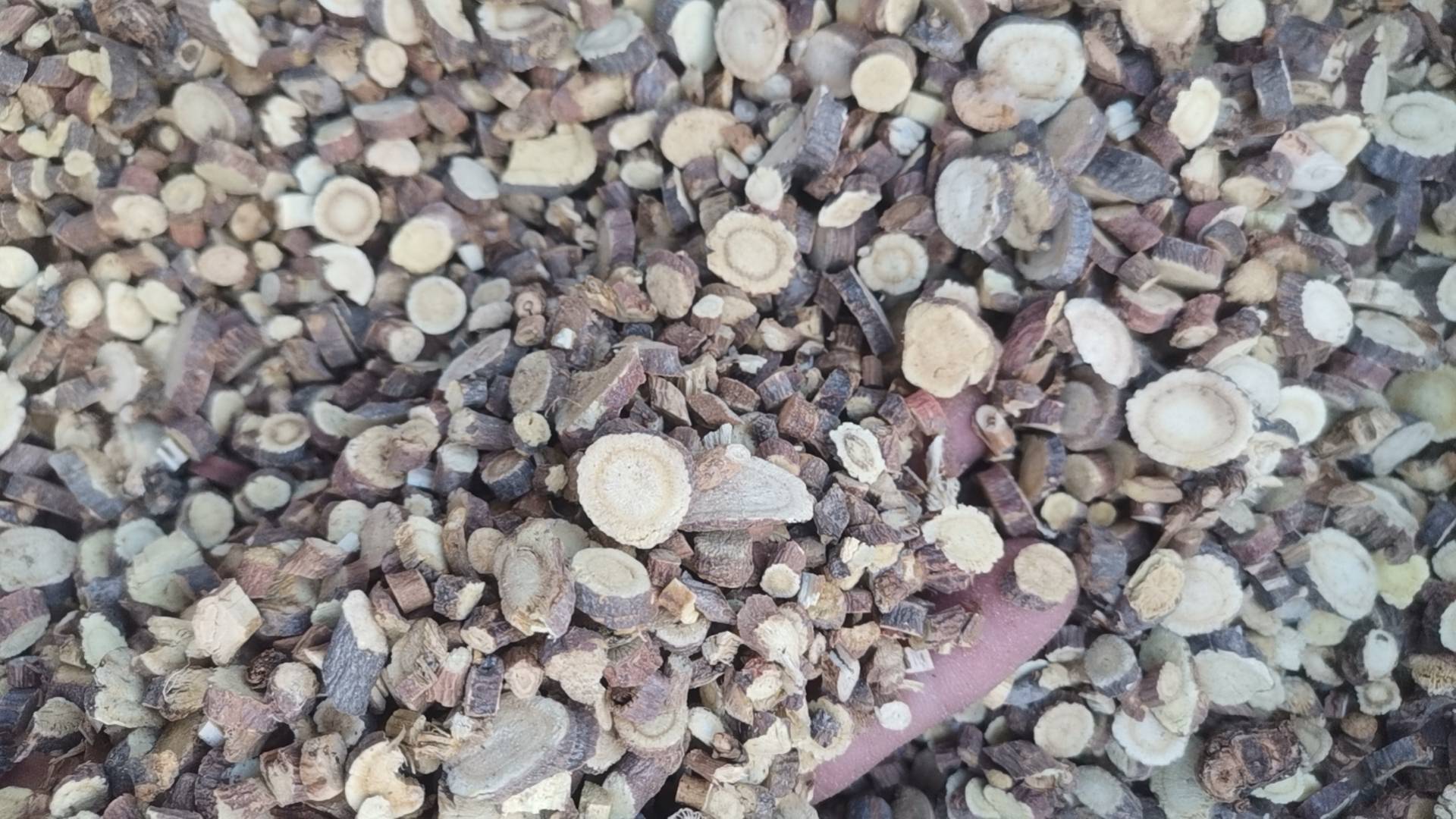 川贝母中药材特写