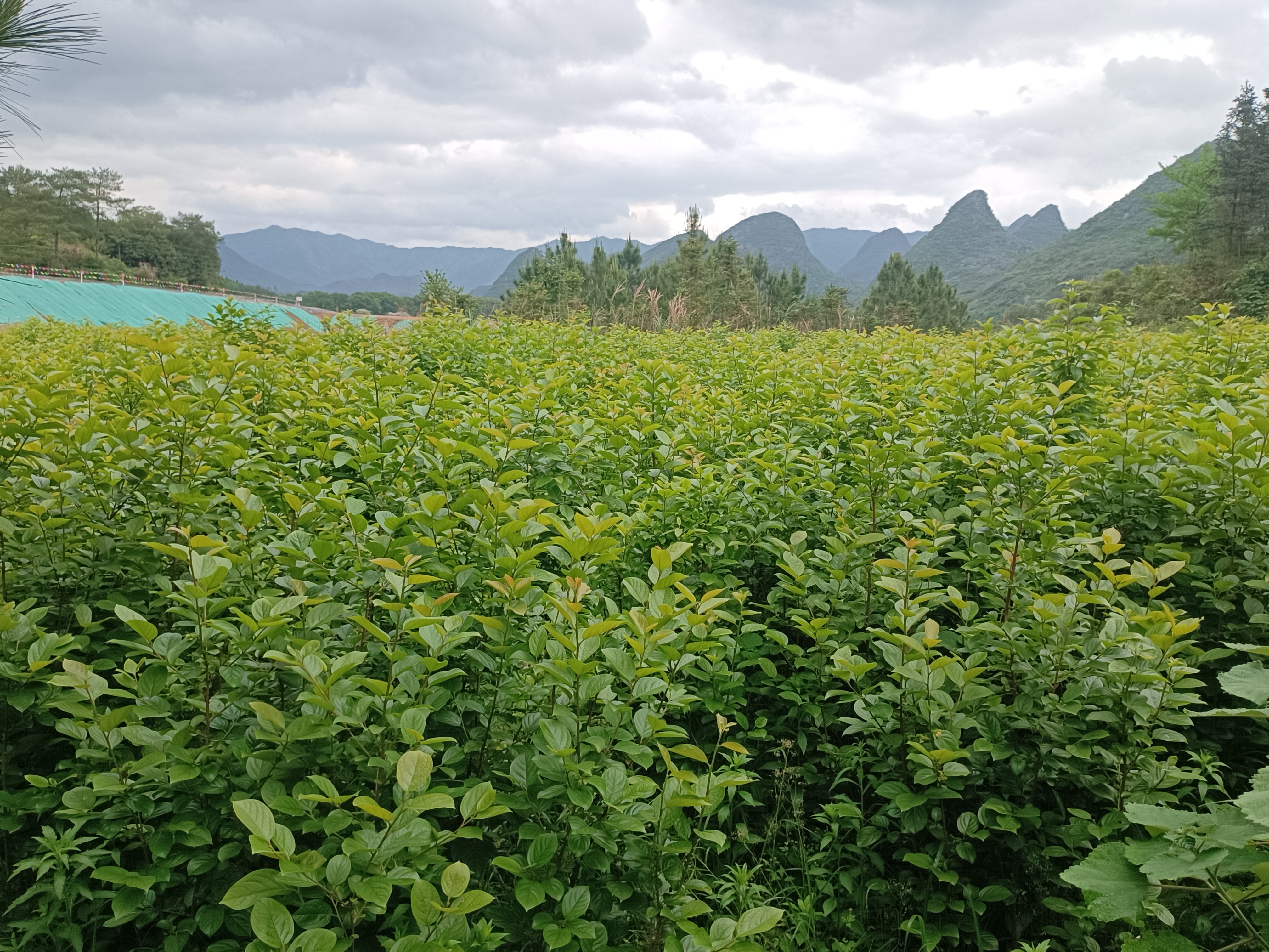 金太阳西红柿在田间种植的实景图