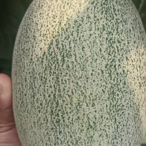 西周蜜