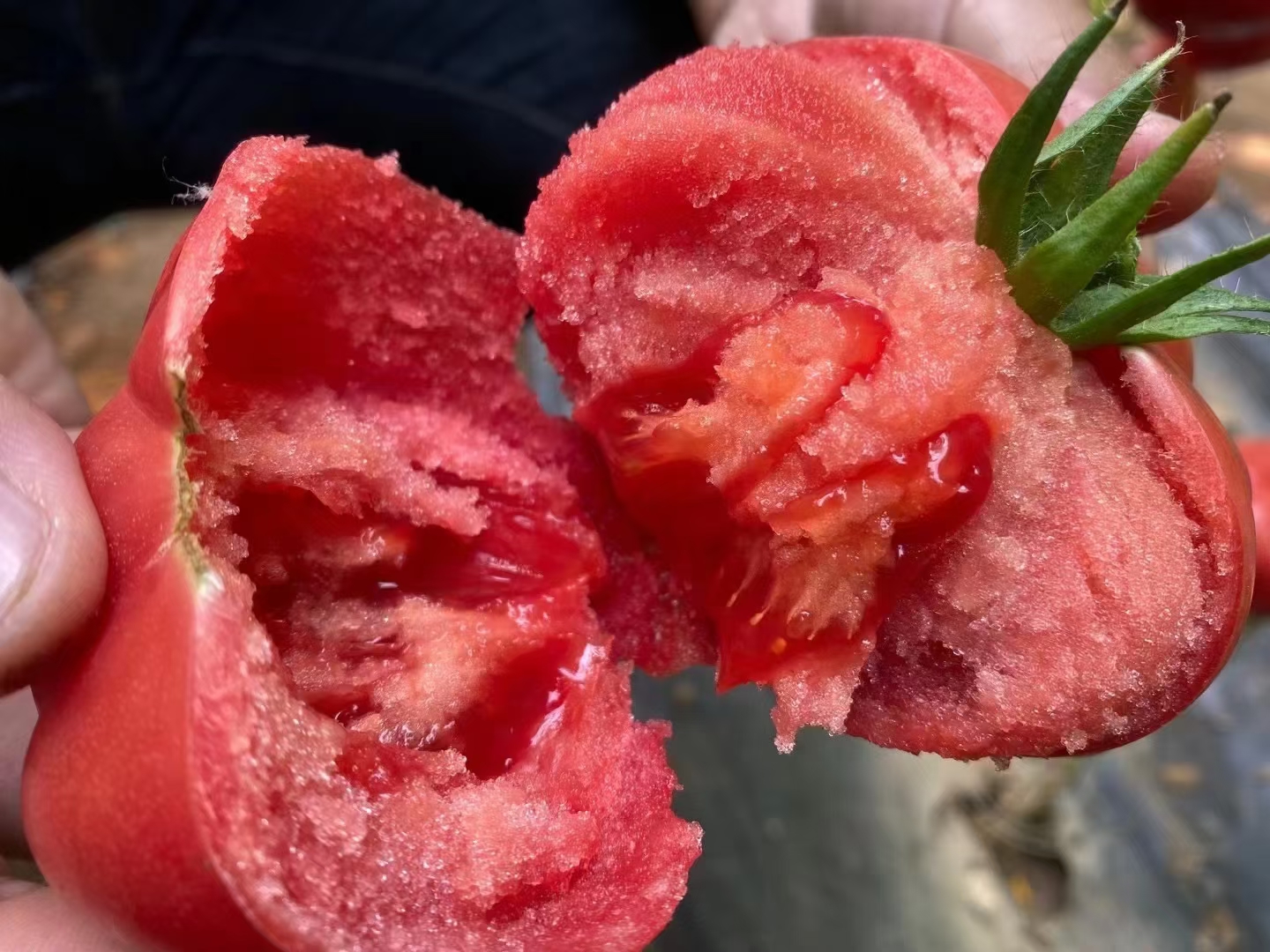 切开的普罗旺斯西红柿展示内部结构