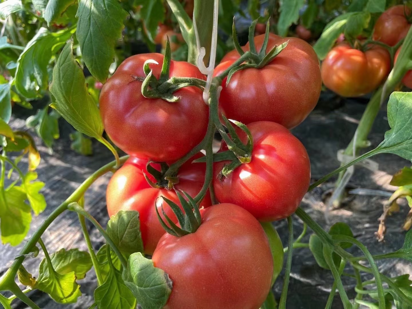 普罗旺斯水果西红柿特写