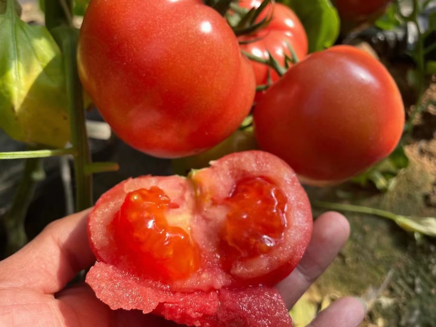 一颗饱满圆润、表皮光滑鲜红的普罗旺斯西红柿,表面带有自然光泽,顶部保留绿色花萼,背景为田园农场环境,阳光洒落,展现其原生态种植场景 普罗旺斯西红柿特写