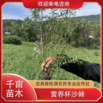 甘肃沙棘，营养杯沙棘裸根沙棘发西藏昌都四川