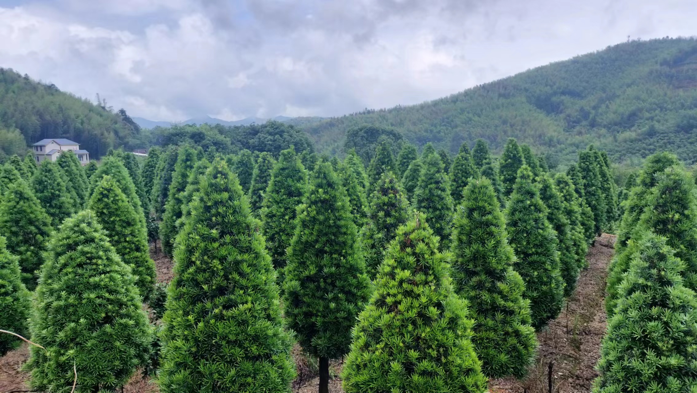 罗汉松树林远景