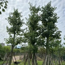 美丽异木棉18～20公分基地直销规格齐全欢迎老板来电