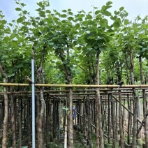 宫粉紫荆5～8公分基地直销规格齐全欢迎老板来电咨询