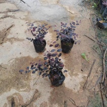 红继木小杯中杯基地直销质量优质欢迎老板来电咨询合作