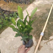 龙船花小杯中杯基地直销质量优质欢迎老板来电咨询合作