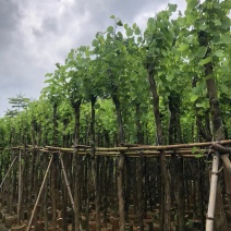 宫粉紫荆5～10公分基地直销规格齐全欢迎老板来电咨询