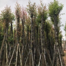 天竺桂12～15公分基地直销规格齐全欢迎老板来电咨询