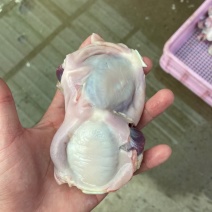 大鹅胗