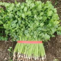 【精品】山东潍坊小叶香菜大量供应产地直发可发全国
