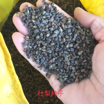 杜梨种子新下来的，发芽率高，春季供沙藏好的